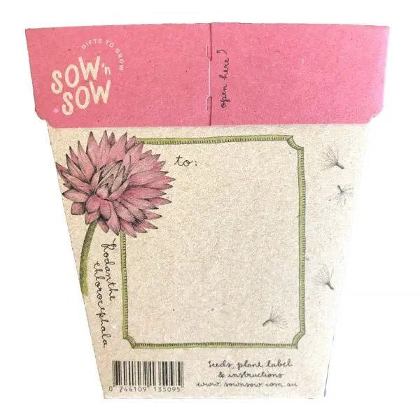 Gift of Seeds Greeting Card - Everlasting Daisy - Dusty Blend